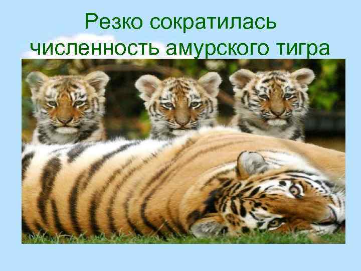 Резко сократилась численность амурского тигра 
