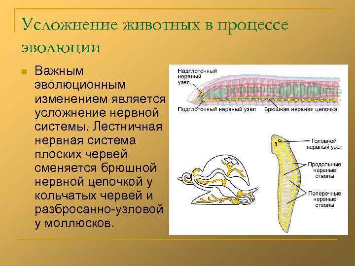 Усложнение животных в процессе эволюции n Важным эволюционным изменением является усложнение нервной системы. Лестничная