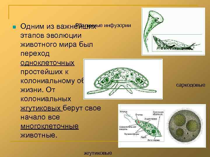 n Различные Одним из важнейших инфузории этапов эволюции животного мира был переход одноклеточных простейших