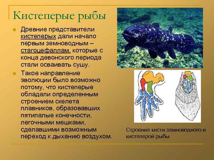 Кистеперые рыбы n n Древние представители кистеперых дали начало первым земноводным – стагоцефаллам, которые