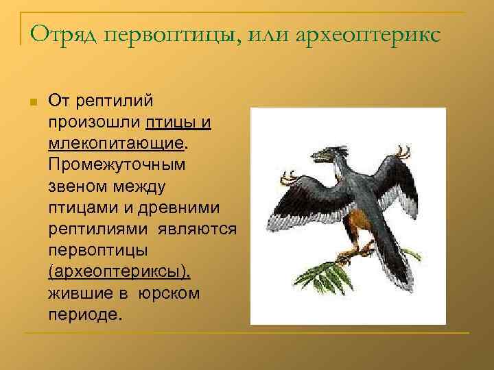 Отряд первоптицы, или археоптерикс n От рептилий произошли птицы и млекопитающие. Промежуточным звеном между