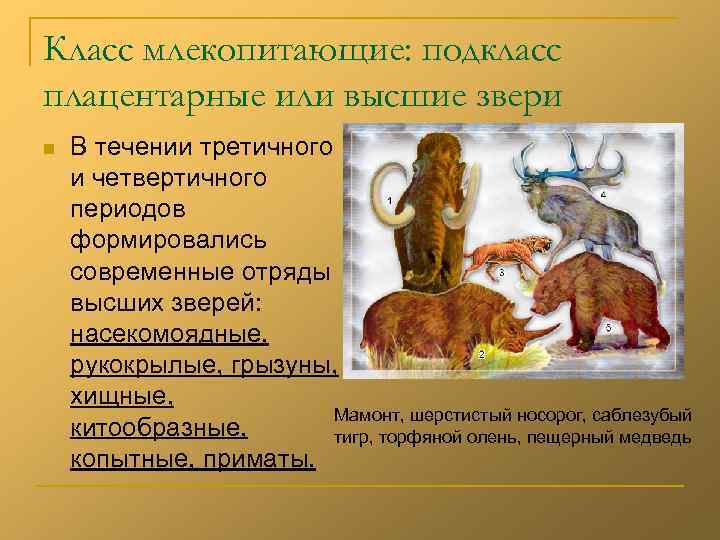 Класс млекопитающие: подкласс плацентарные или высшие звери n В течении третичного и четвертичного периодов