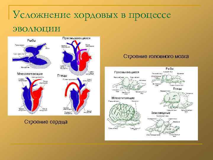 Головной мозг хордовых картинки