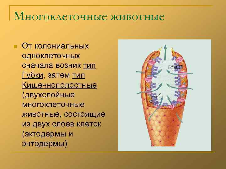 Многоклеточные животные n От колониальных одноклеточных сначала возник тип Губки, затем тип Кишечнополостные (двухслойные