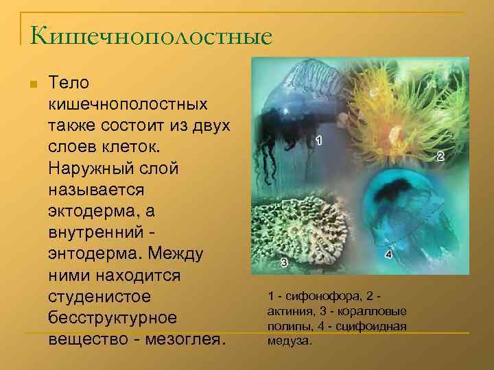 Кишечнополостные n Тело кишечнополостных также состоит из двух слоев клеток. Наружный слой называется эктодерма,