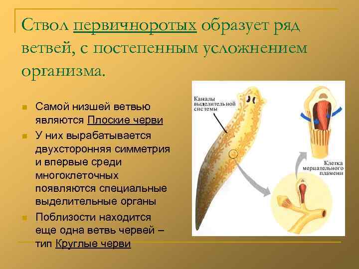 Ствол первичноротых образует ряд ветвей, с постепенным усложнением организма. n n n Самой низшей