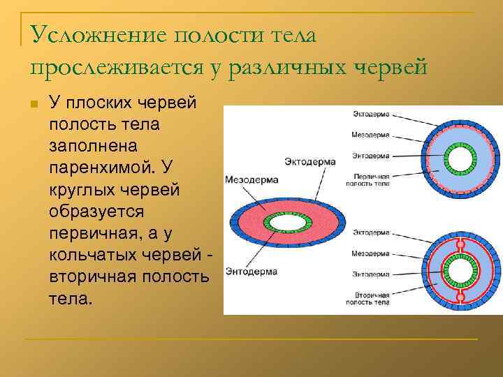 Усложнение полости тела прослеживается у различных червей n У плоских червей полость тела заполнена