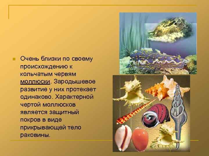 n Очень близки по своему происхождению к кольчатым червям моллюски. Зародышевое развитие у них