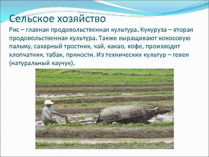 Сельское хозяйство Рис – главная продовольственная культура. Кукуруза – вторая продовольственная культура. Также выращивают