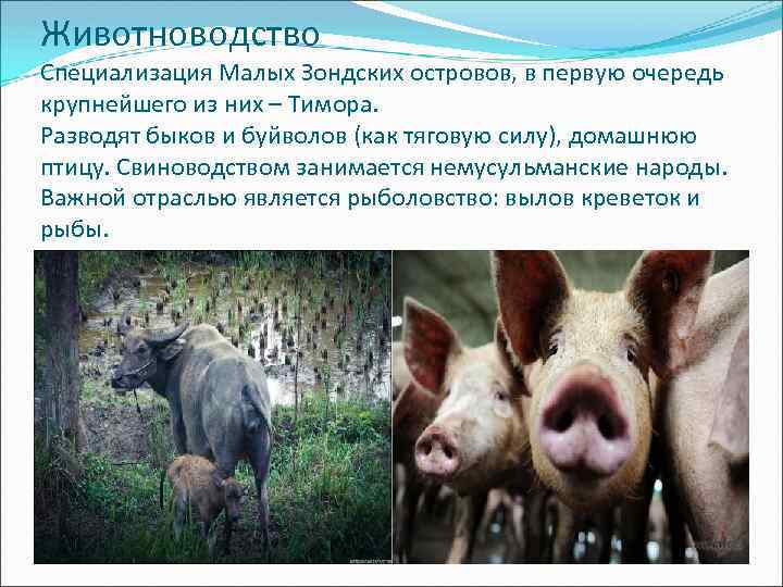 Животноводство Специализация Малых Зондских островов, в первую очередь крупнейшего из них – Тимора. Разводят