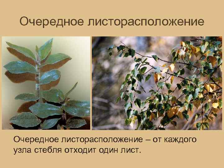 Очередное листорасположение – от каждого узла стебля отходит один лист. 