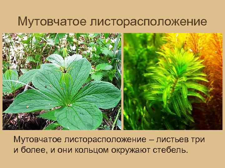 Мутовчатое листорасположение – листьев три и более, и они кольцом окружают стебель. 