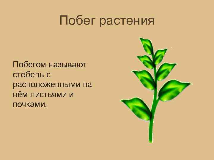 Побег растения Побегом называют стебель с расположенными на нём листьями и почками. 