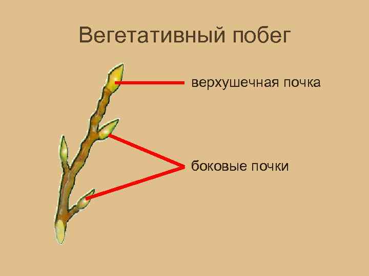 Вегетативный побег верхушечная почка боковые почки 
