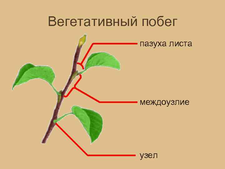 Междоузлие у растений фото