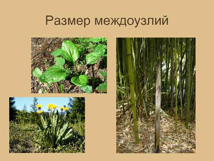 Размер междоузлий 