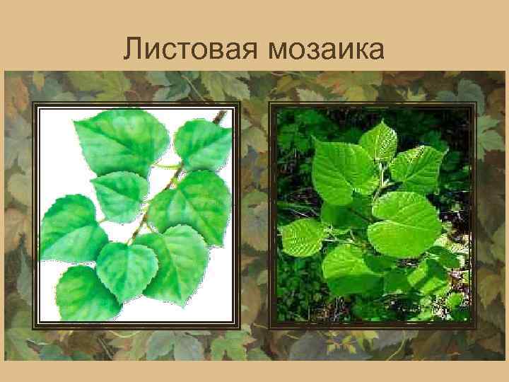 Листовая мозаика 