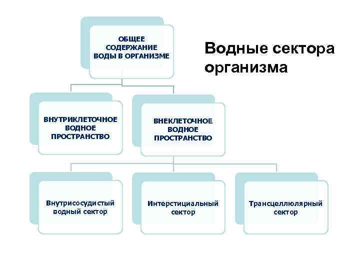 ОБЩЕЕ СОДЕРЖАНИЕ ВОДЫ В ОРГАНИЗМЕ Водные сектора организма ВНУТРИКЛЕТОЧНОЕ ВОДНОЕ ПРОСТРАНСТВО ВНЕКЛЕТОЧНОЕ ВОДНОЕ ПРОСТРАНСТВО