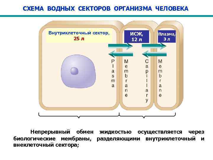 СХЕМА ВОДНЫХ СЕКТОРОВ ОРГАНИЗМА ЧЕЛОВЕКА Внутриклеточный сектор, 25 л ИСЖ, 12 л Плазма, 3