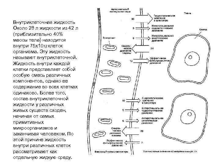Внутриклеточная жидкость Около 28 л жидкости из 42 л (приблизительно 40% массы тела) находится