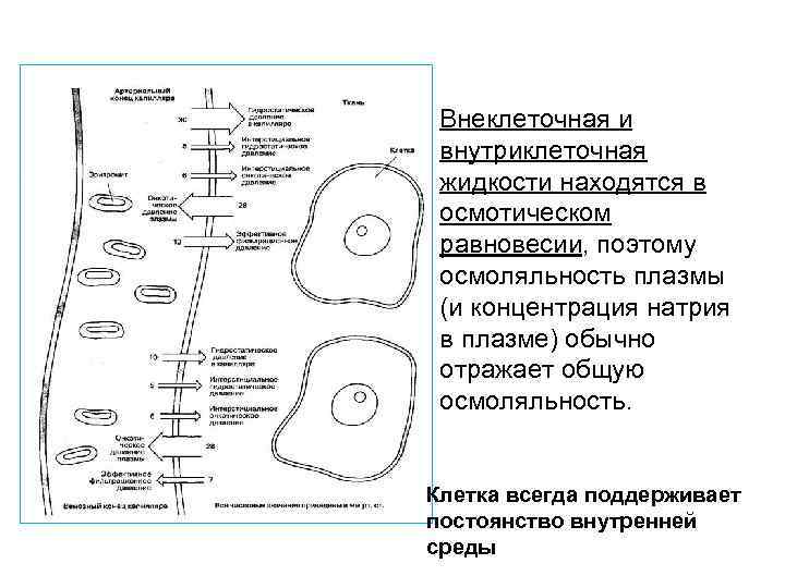 Внеклеточная и внутриклеточная жидкости находятся в осмотическом равновесии, поэтому осмоляльность плазмы (и концентрация натрия