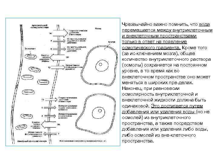 Чрезвычайно важно помнить, что вода перемещается между внутриклеточным и внеклеточным пространствами только в ответ