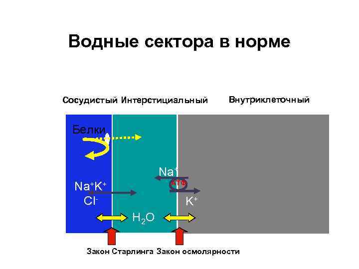 Водные сектора в норме Сосудистый Интерстициальный Внутриклеточный Белки Prot Na+ АТФ Na+K+ Cl K+