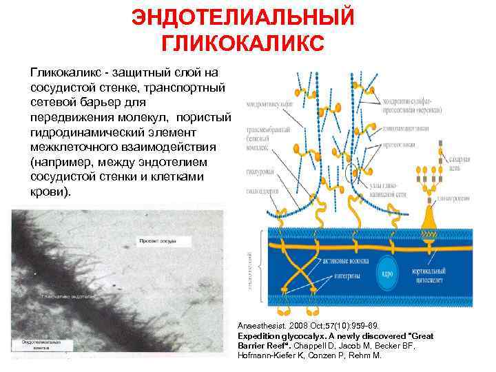 ЭНДОТЕЛИАЛЬНЫЙ ГЛИКОКАЛИКС Гликокаликс защитный слой на сосудистой стенке, транспортный сетевой барьер для передвижения молекул,