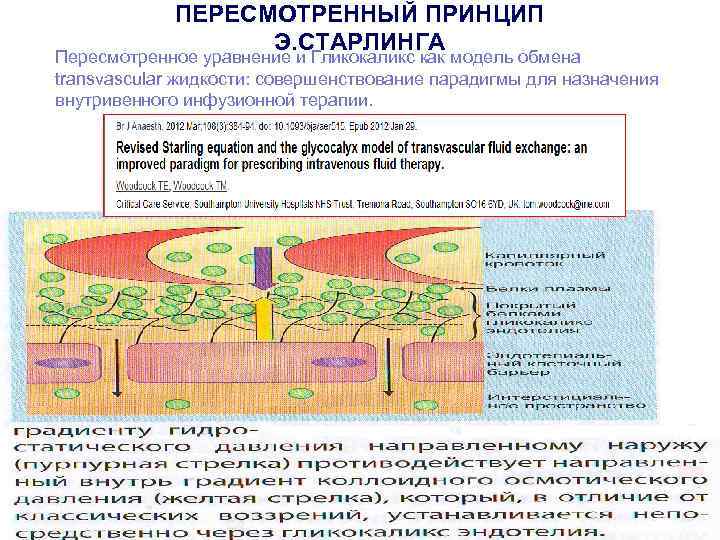 ПЕРЕСМОТРЕННЫЙ ПРИНЦИП Э. СТАРЛИНГА Пересмотренное уравнение и Гликокаликс как модель обмена transvascular жидкости: совершенствование