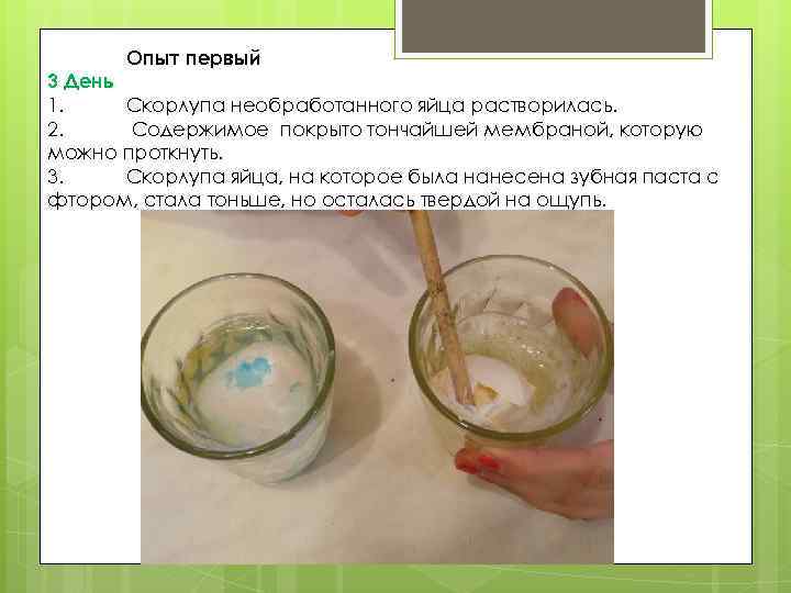 Опыт первый 3 День 1. Скорлупа необработанного яйца растворилась. 2. Содержимое покрыто тончайшей мембраной,