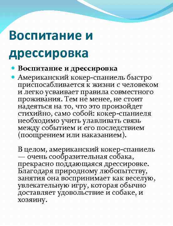 Воспитание и дрессировка Американский кокер-спаниель быстро приспосабливается к жизни с человеком и легко усваивает