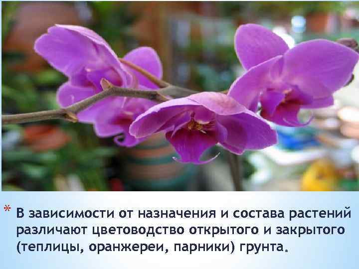 * В зависимости от назначения и состава растений различают цветоводство открытого и закрытого (теплицы,