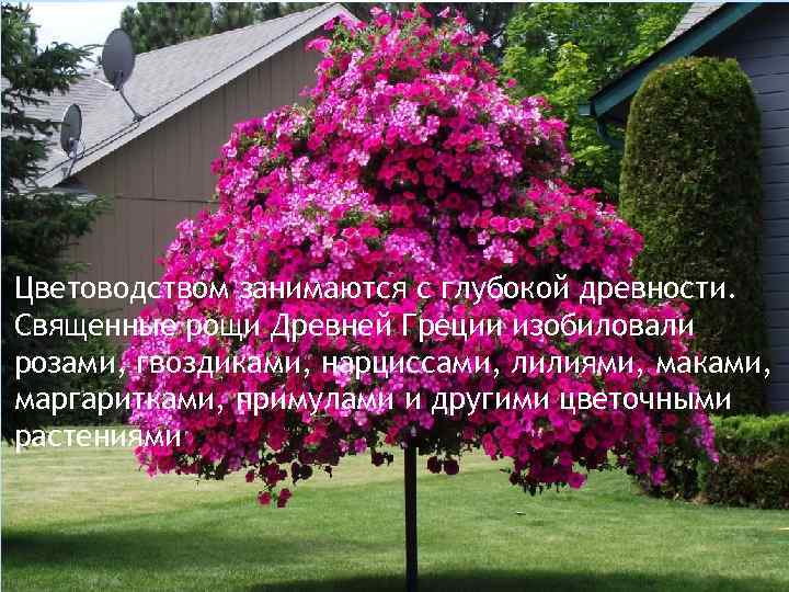 Цветоводством занимаются с глубокой древности. Священные рощи Древней Греции изобиловали розами, гвоздиками, нарциссами, лилиями,