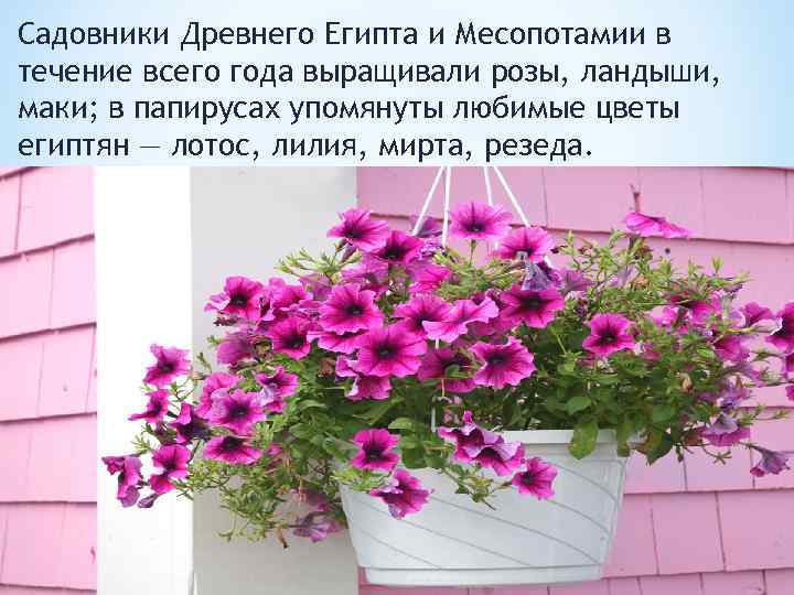 Садовники Древнего Египта и Месопотамии в течение всего года выращивали розы, ландыши, маки; в