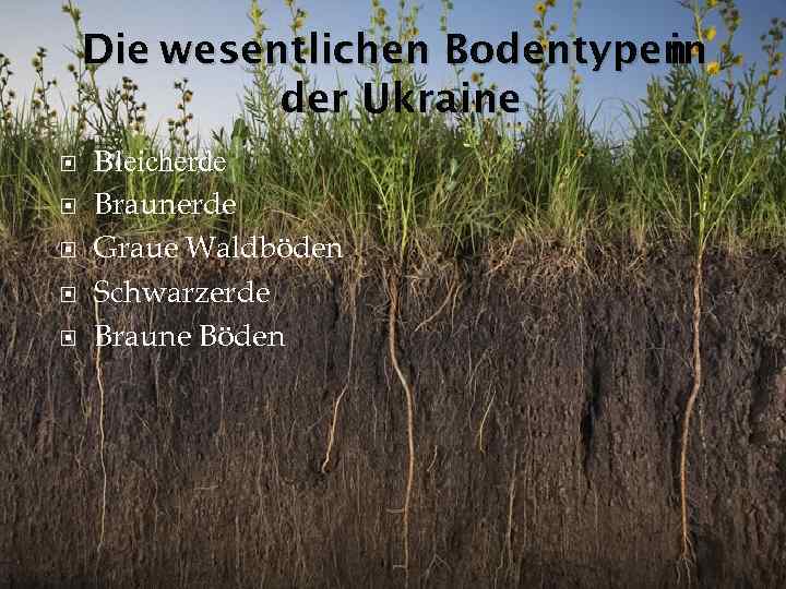 Die wesentlichen Bodentypen in der Ukraine Bleicherde Braunerde Graue Waldböden Schwarzerde Braune Böden 