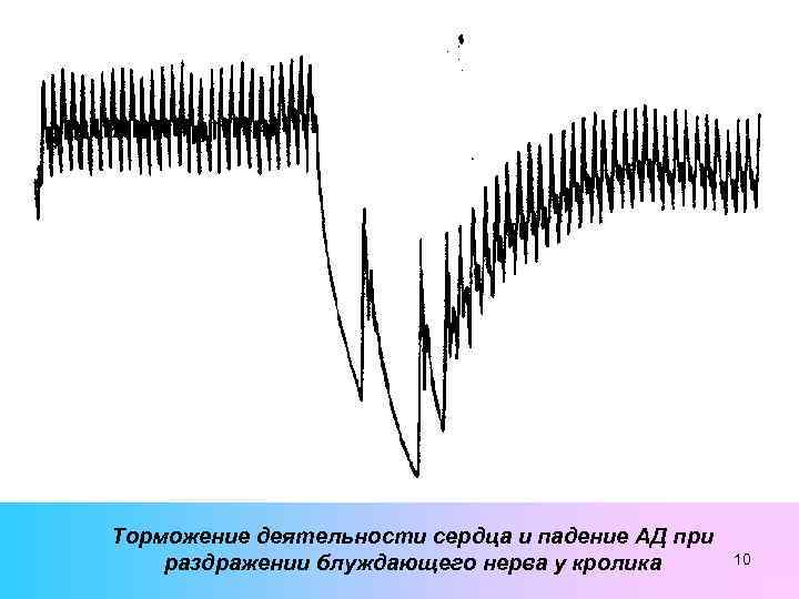 Торможение деятельности сердца и падение АД при раздражении блуждающего нерва у кролика 10 