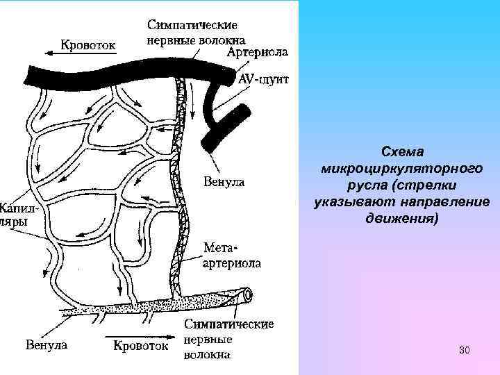 Схема микроциркуляторного русла (стрелки указывают направление движения) 30 