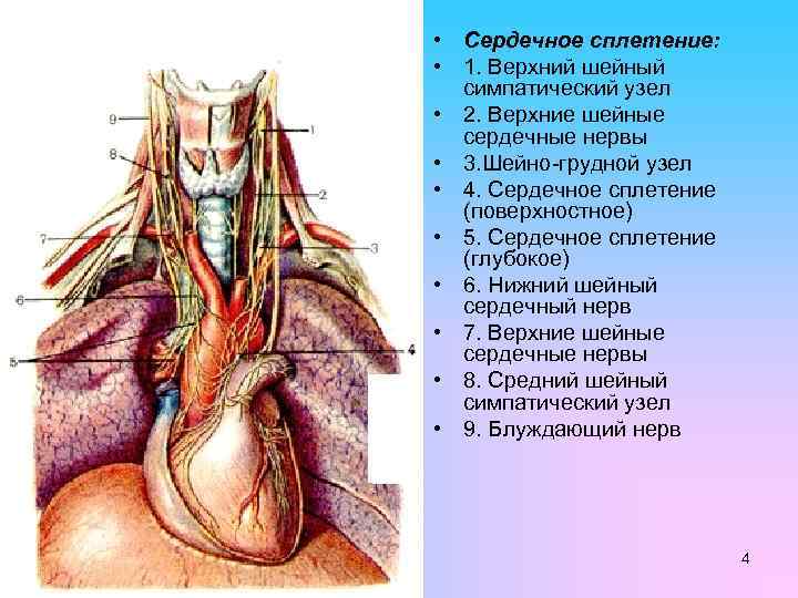 Нервные узлы сплетения. Диафрагмальный нерв анатомия топография. Верхний шейный узел симпатического ствола. Блуждающий нерв в брюшной полости. Блуждающий нерв анатомия грудной отдел.