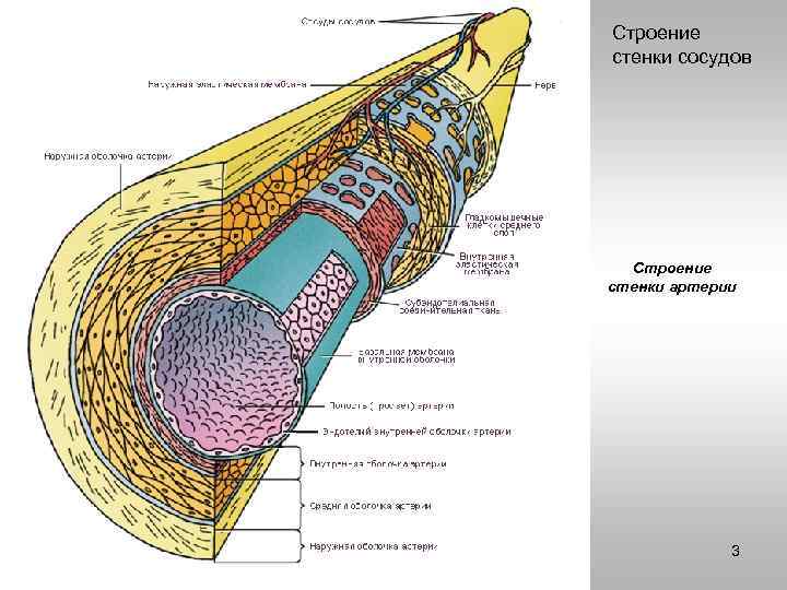 Строение стенки сосудов Строение стенки артерии 3 