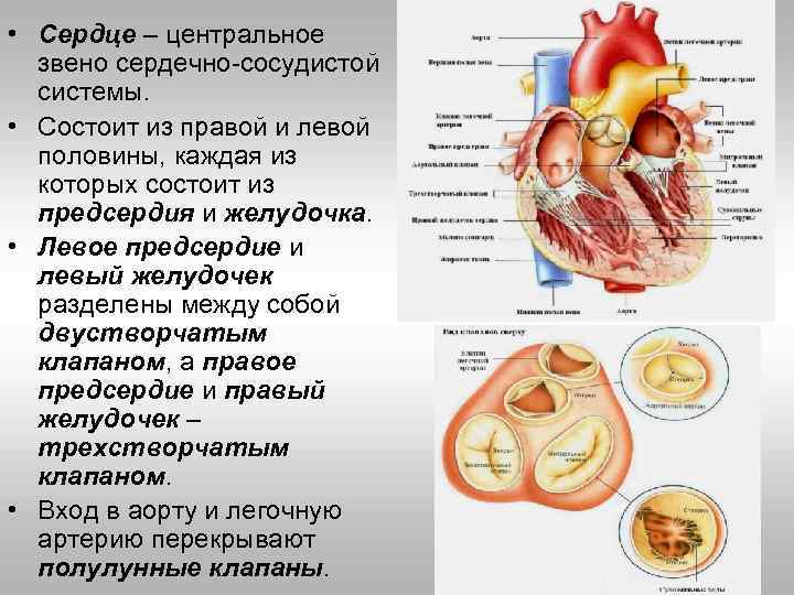 Какие компоненты составляют сердце компьютерной системы