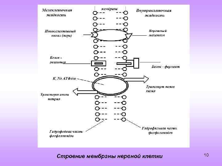 Строение мембраны нервной клетки 10 