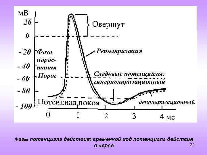 Кривая потенциала действия. Следовая деполяризация это в физиологии. Фазы потенциала действия физиология. 4 Фазы потенциала действия.