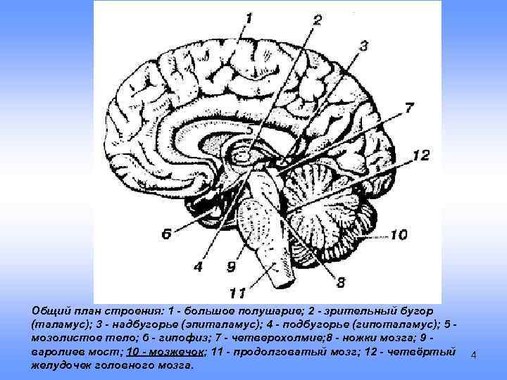 Общий план строения: 1 - большое полушарие; 2 - зрительный бугор (таламус); 3 -