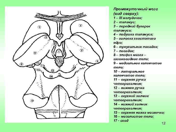 Промежуточный мозг (вид сверху): 1 – III желудочек; 2 – таламус; 3 – передний