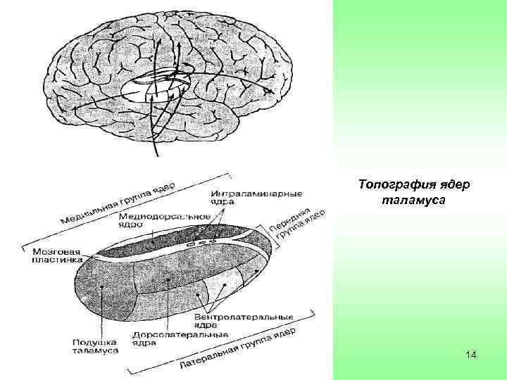 Топография ядер таламуса 14 