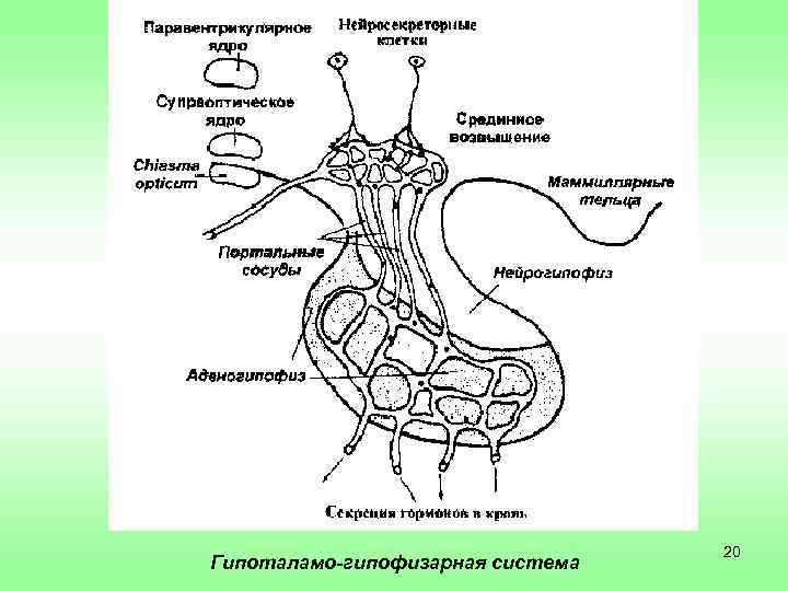 Гипоталамо-гипофизарная система 20 