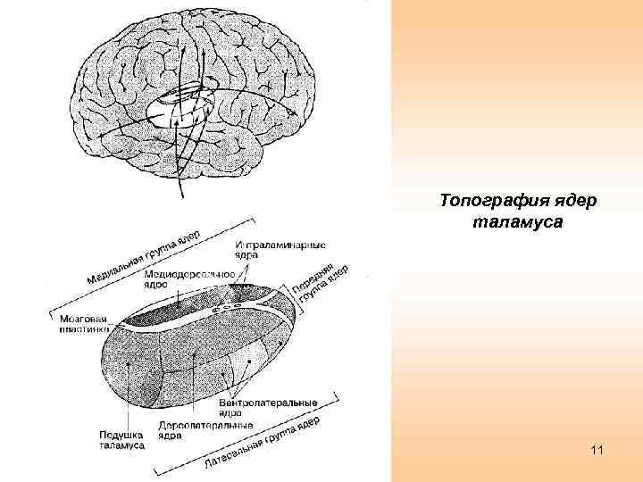Топография ядер таламуса 11 