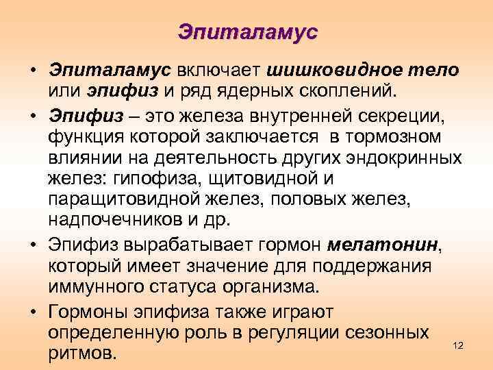 Эпиталамус • Эпиталамус включает шишковидное тело или эпифиз и ряд ядерных скоплений. • Эпифиз