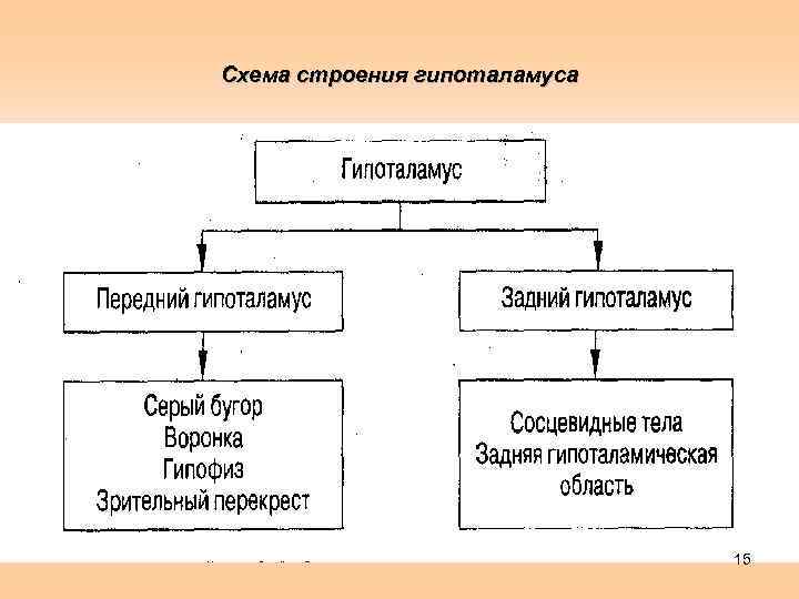Схема строения гипоталамуса 15 