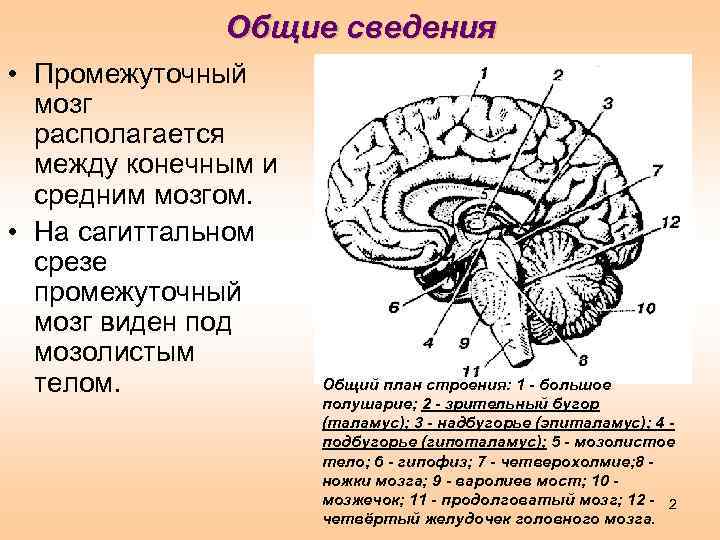 Нервы промежуточного мозга. Эпиталамическая спайка промежуточного мозга. Общий план строения промежуточного мозга. Общая структура промежуточного мозга. Ствол головного мозга Сагиттальный разрез.